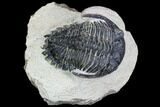 Bargain, Hollardops Trilobite - Visible Eye Facets #105979-1